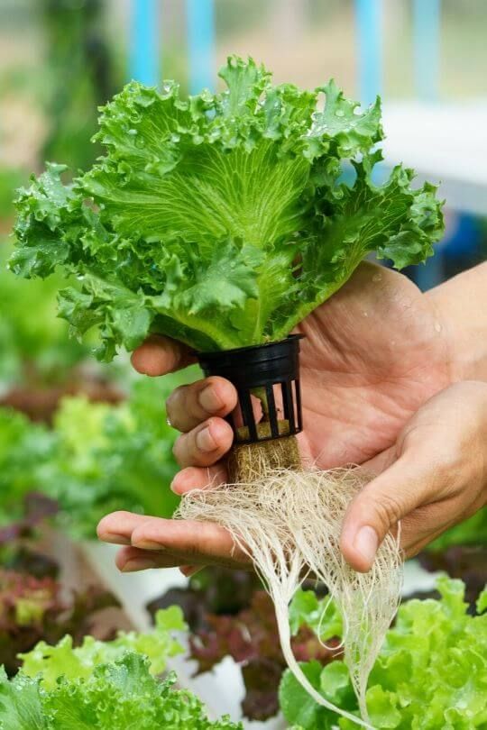 Fresh hydroponic lettuce with visible root system